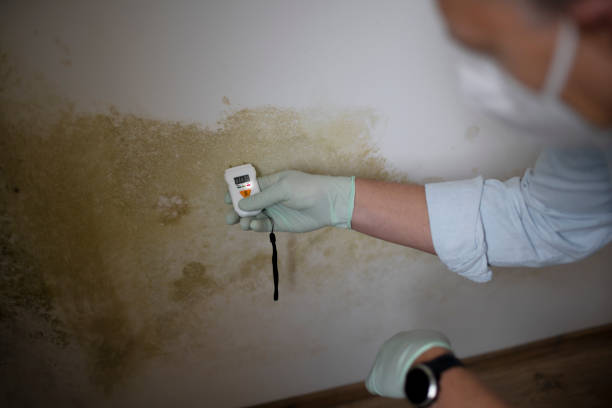 Environmental Consulting for Mold Prevention in Mims, FL